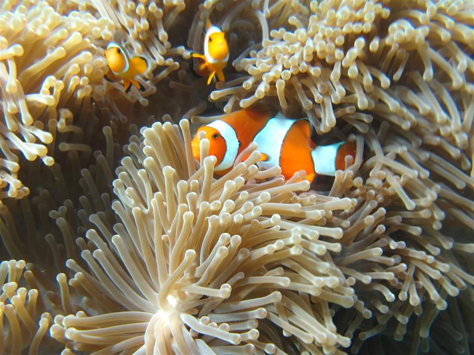 Gallery image for Similan Islands By Power Catamaran (Premium)