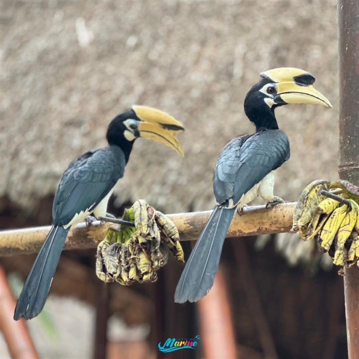 Gallery image for Racha + Coral Island By Speed Boat