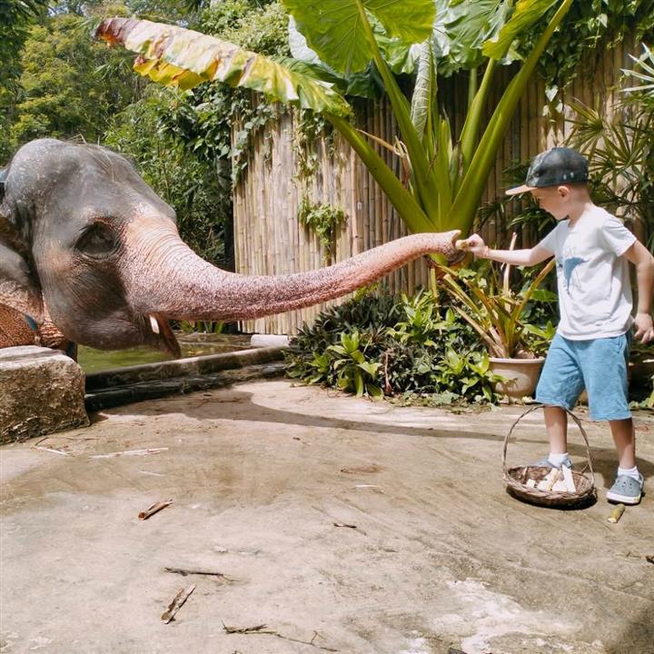 Gallery image for ATV / Big Buddha Viewpoint / Elephant Feeding