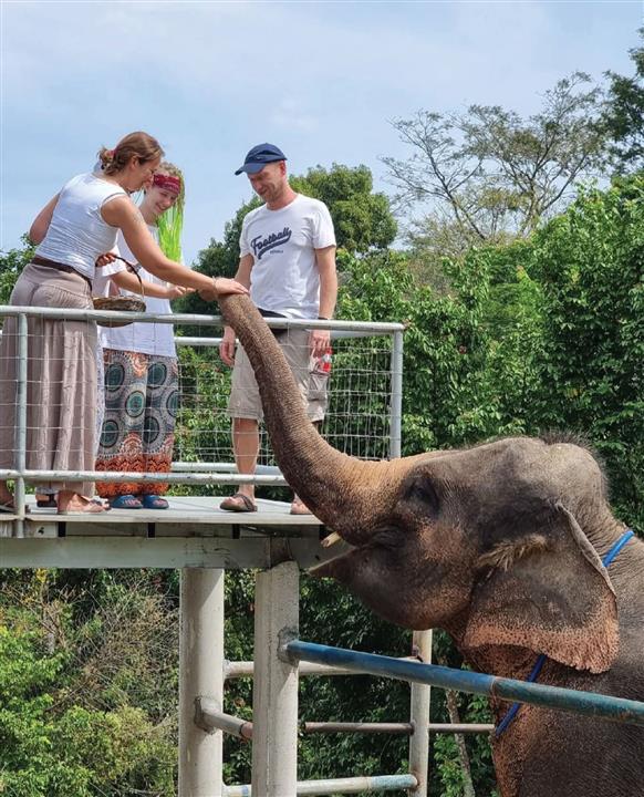 Gallery image for ATV / Big Buddha Viewpoint / Elephant Feeding