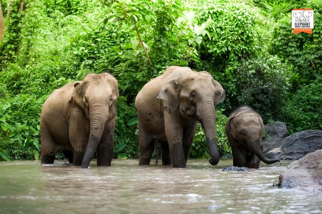 Gallery image for Elephant Jungle Sanctuary Phuket