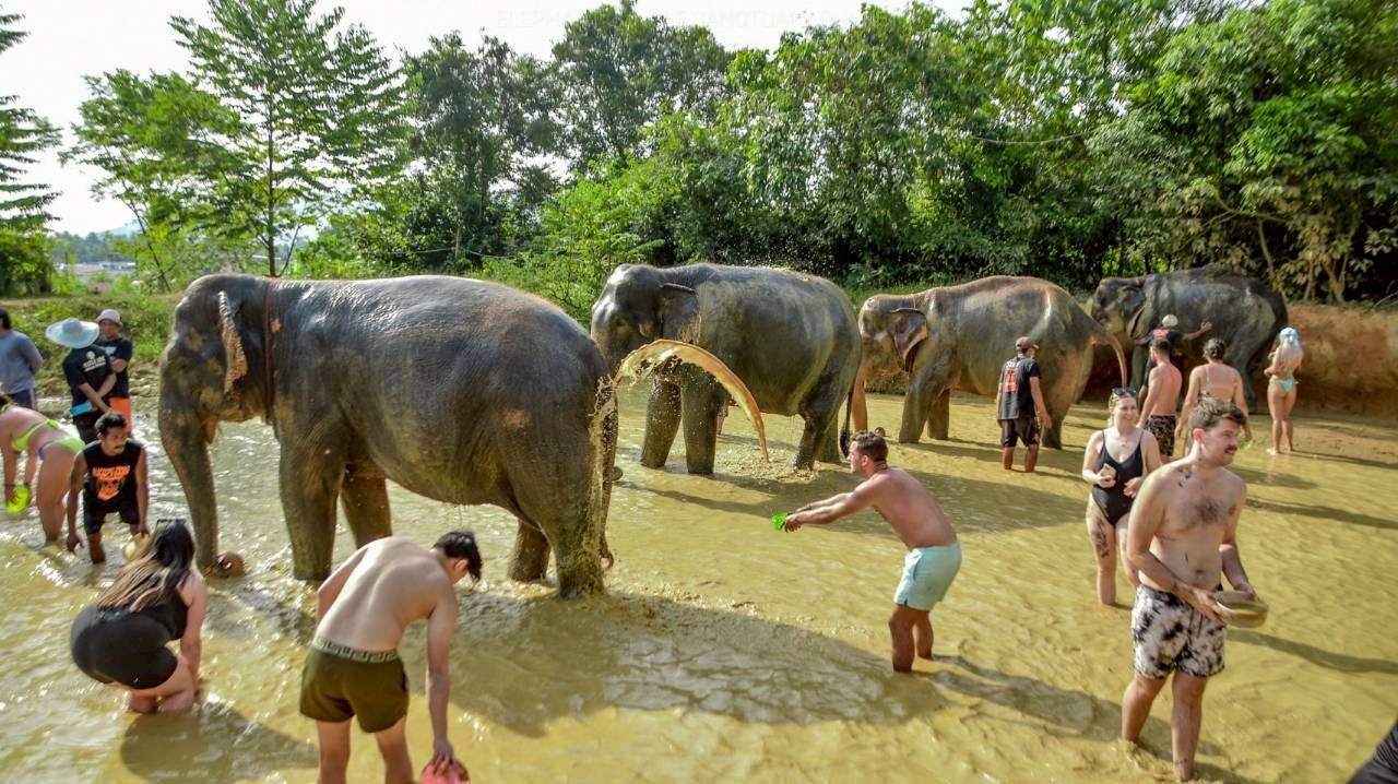 Gallery image for Elephant Jungle Sanctuary Phuket