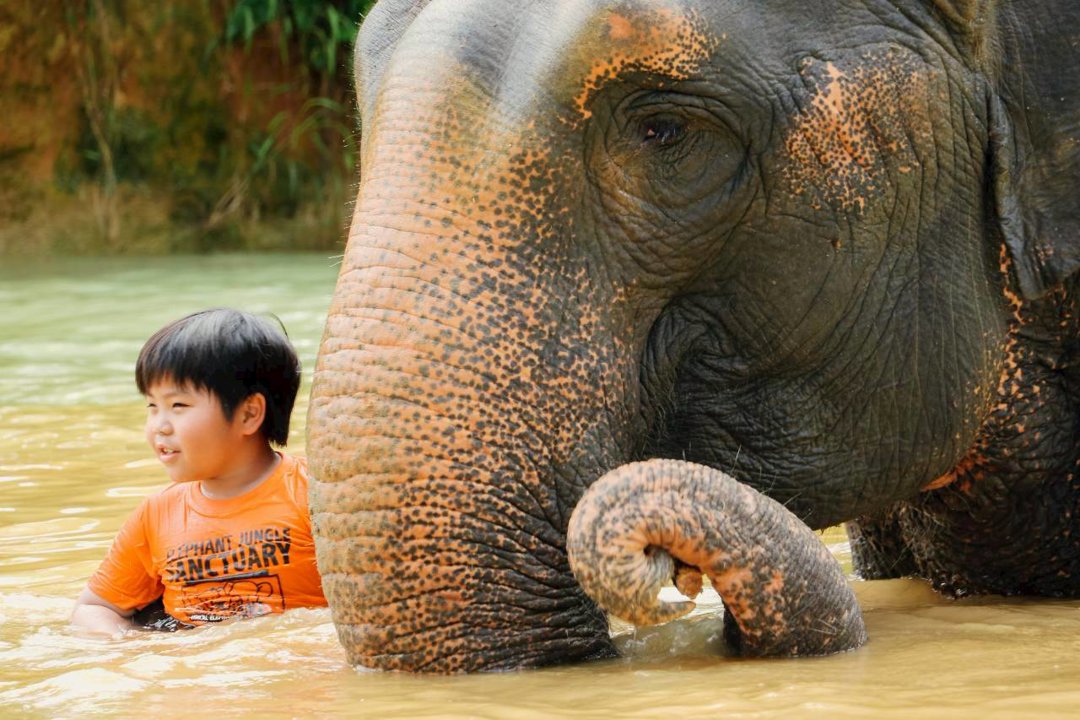 Gallery image for Elephant Jungle Sanctuary Phuket