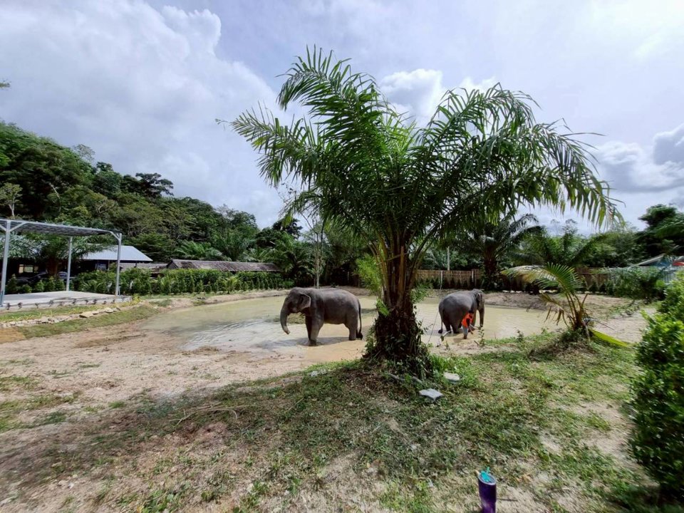 Gallery image for Elephant Jungle Sanctuary Phuket