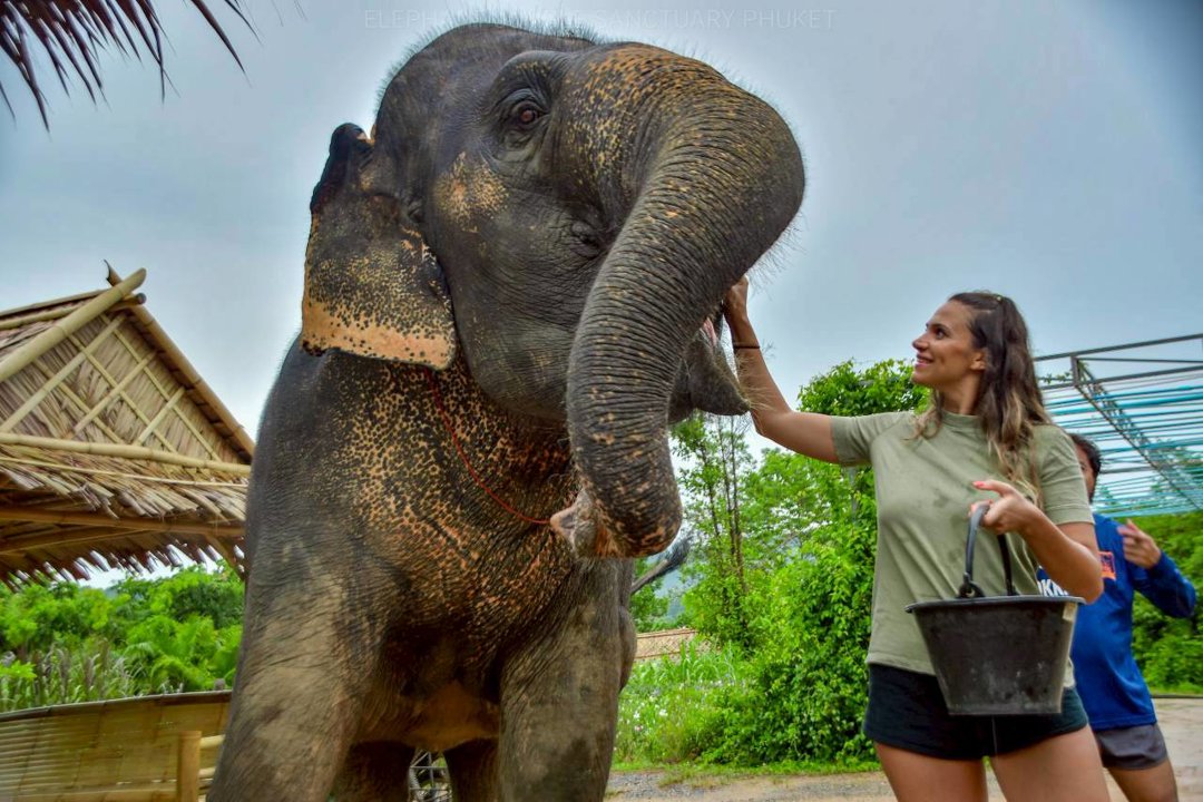 Gallery image for Elephant Jungle Sanctuary Phuket