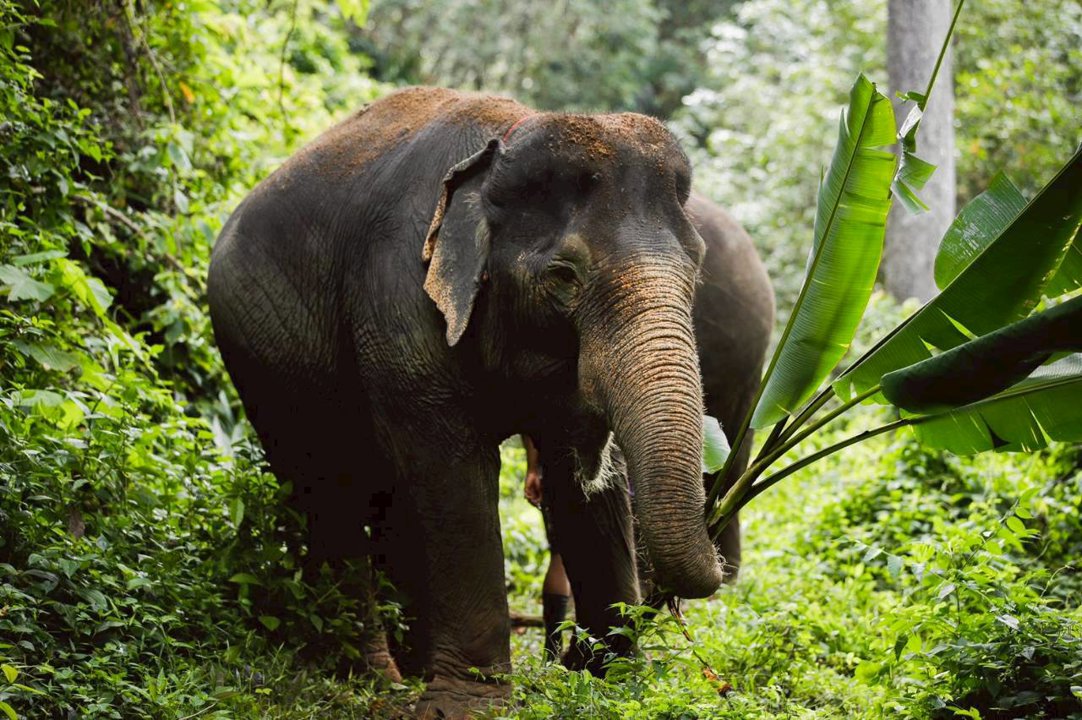 Gallery image for Elephant Jungle Sanctuary Phuket