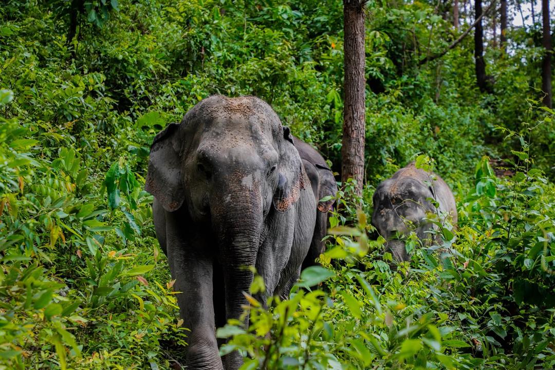 Gallery image for Elephant Jungle Sanctuary Phuket