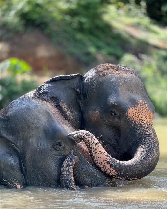 Gallery image for Elephant Jungle Sanctuary Phuket