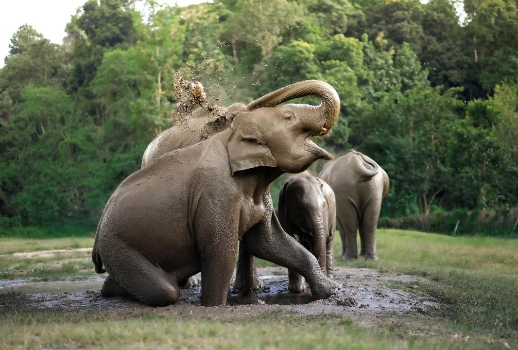 Gallery image for Elephant Jungle Sanctuary Phuket