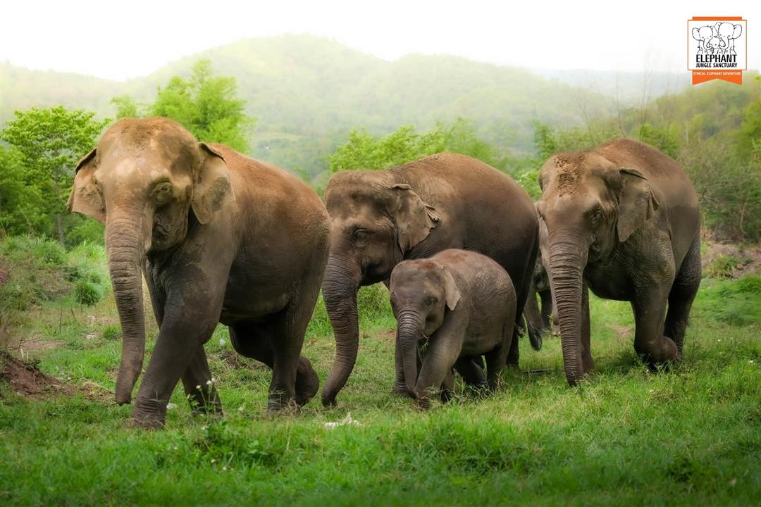 Gallery image for Elephant Jungle Sanctuary Phuket