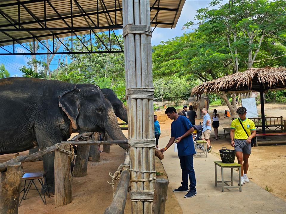 Gallery image for Elephant Jungle Sanctuary Phuket