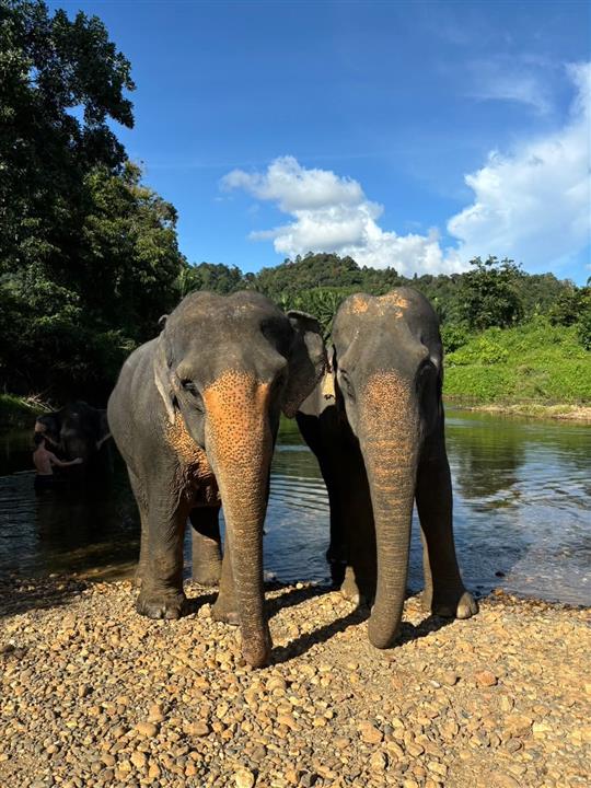 Gallery image for Mega 2: Khao Sok & Cheowlan 2 Days 1 Night