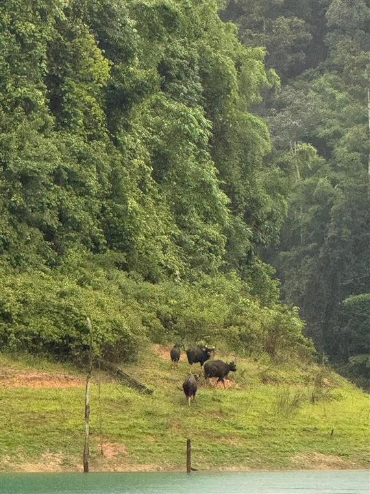 Gallery image for Mega 2: Khao Sok & Cheowlan 2 Days 1 Night