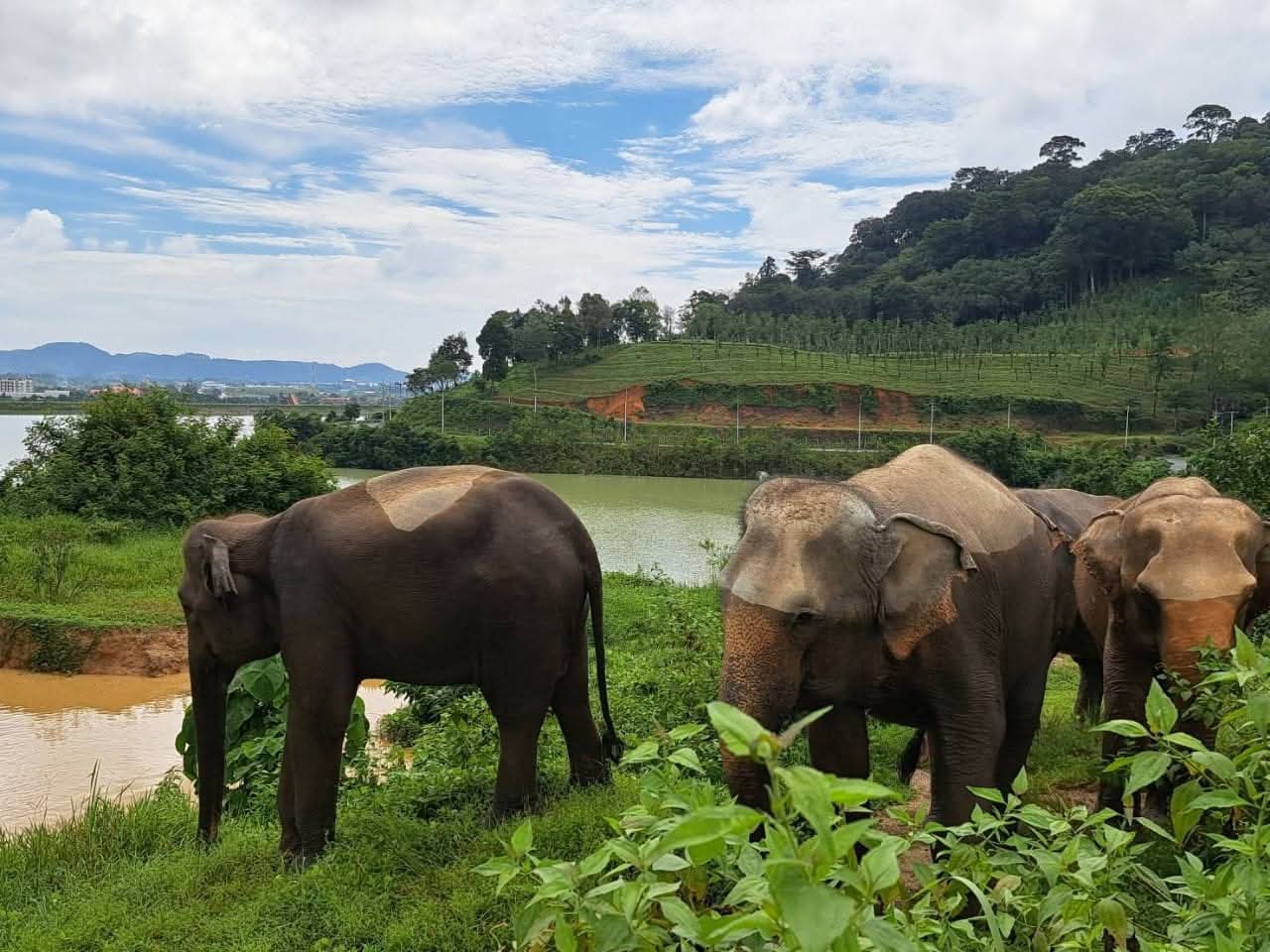 Bukit Elephant Park