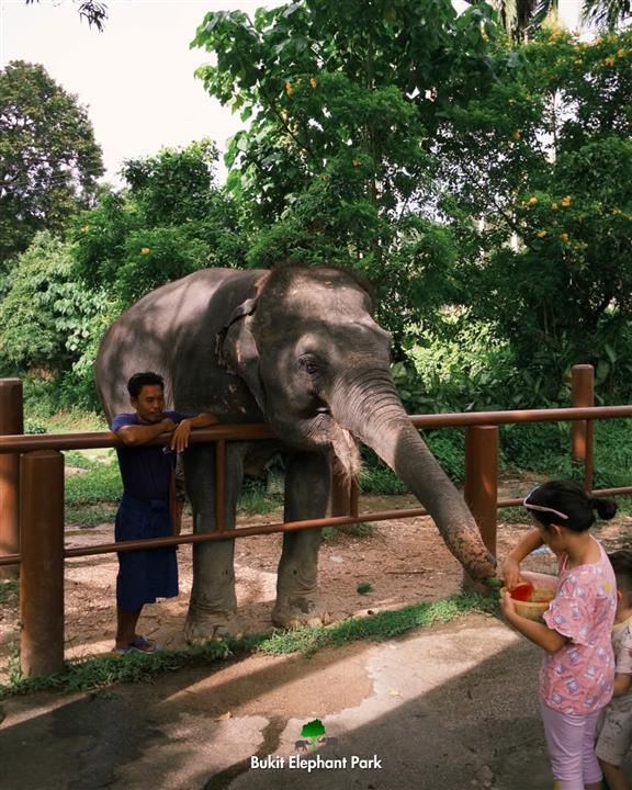 Gallery image for Bukit Elephant Park