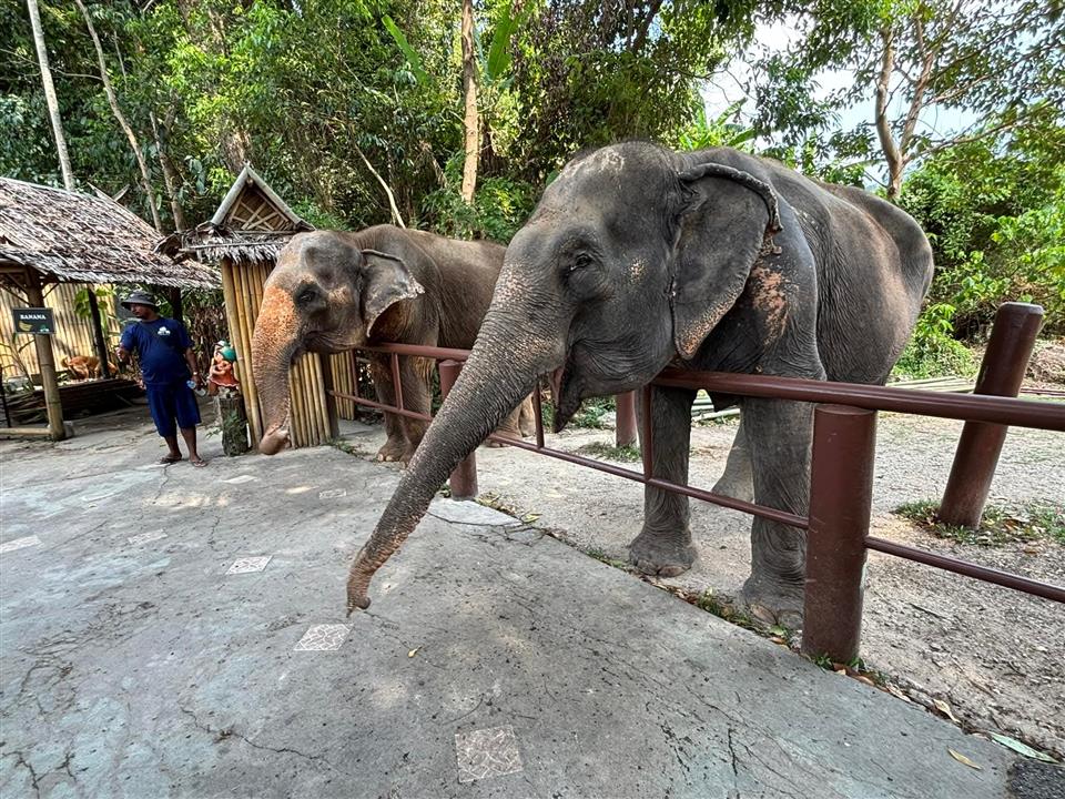 Gallery image for Bukit Elephant Park
