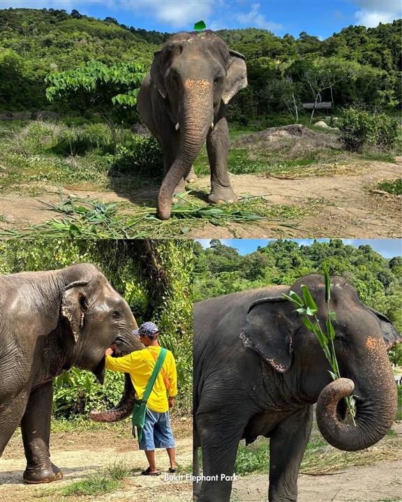 Gallery image for Bukit Elephant Park