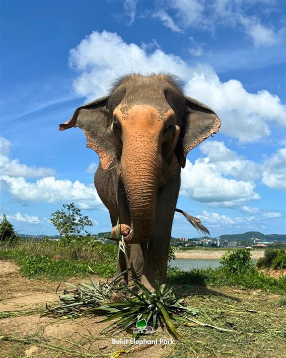 Gallery image for Bukit Elephant Park