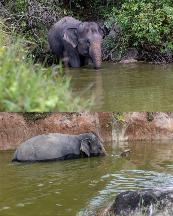 Gallery image for Bukit Elephant Park