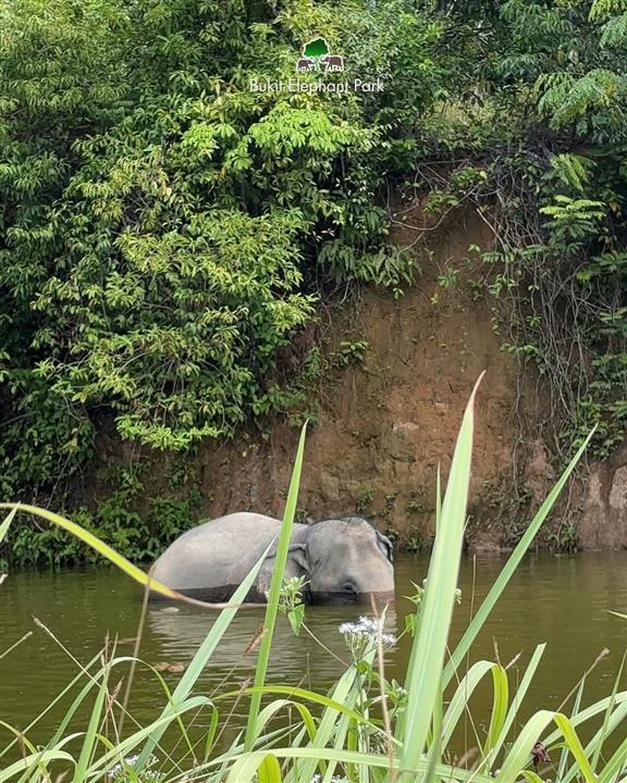 Gallery image for Bukit Elephant Park