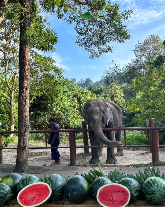Gallery image for Bukit Elephant Park
