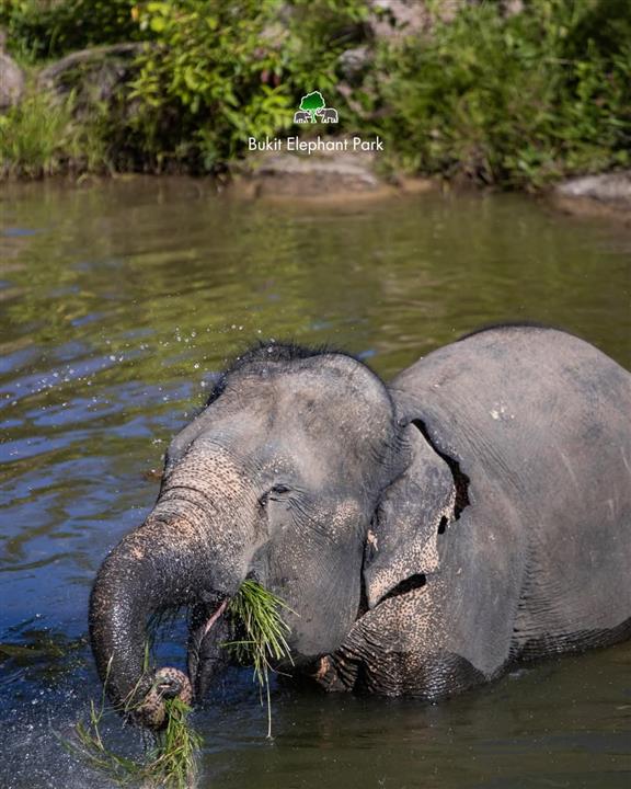 Gallery image for Bukit Elephant Park