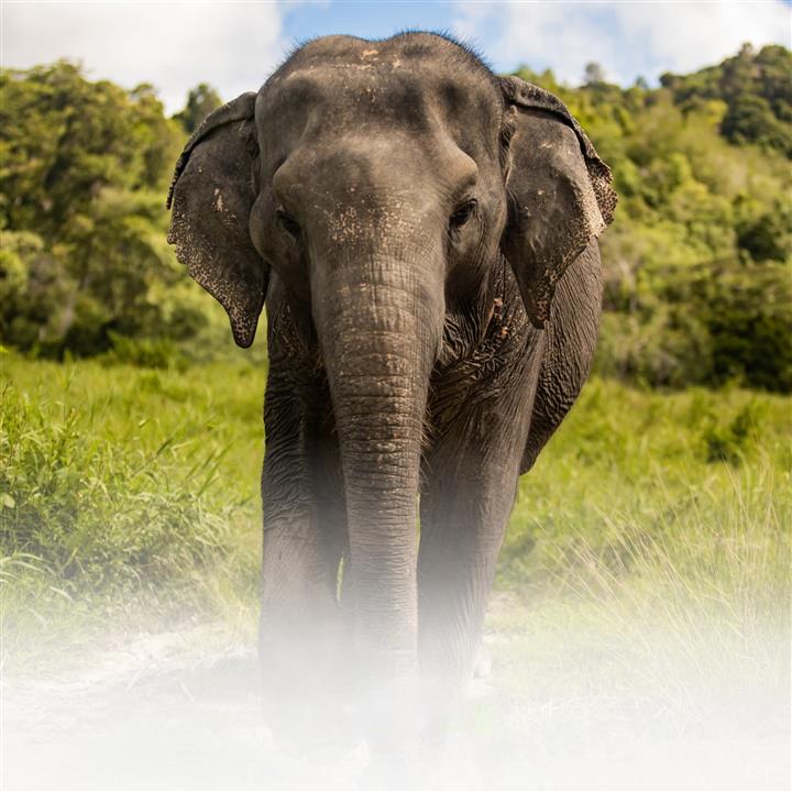 Gallery image for Bukit Elephant Park