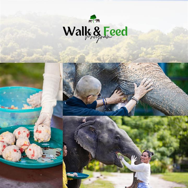 Gallery image for Bukit Elephant Park