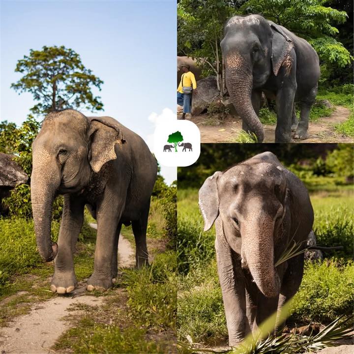 Gallery image for Bukit Elephant Park