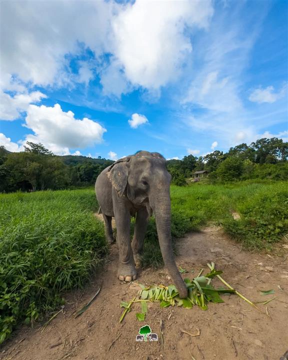 Gallery image for Bukit Elephant Park