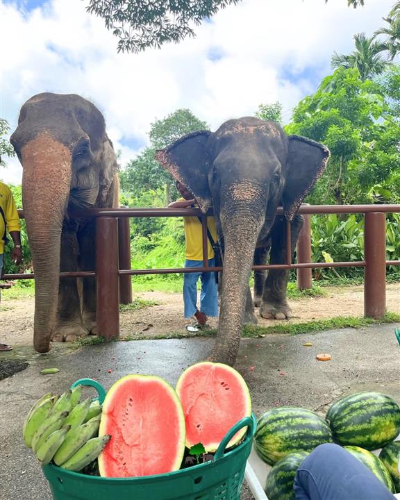 Gallery image for Bukit Elephant Park