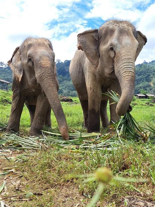 Gallery image for Bukit Elephant Park