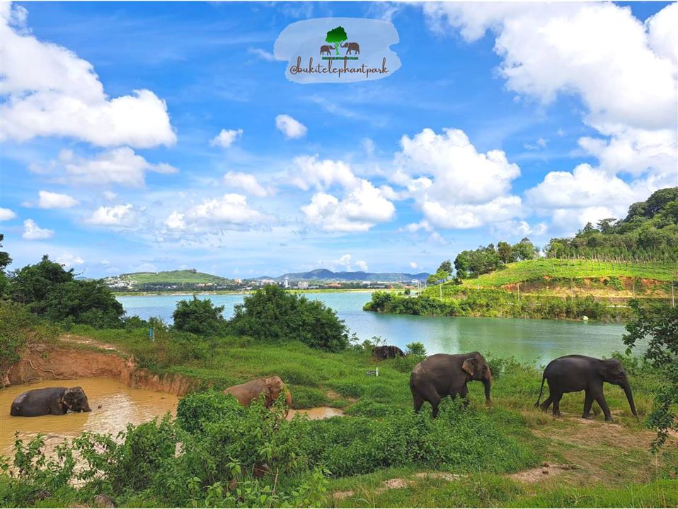 Gallery image for Bukit Elephant Park