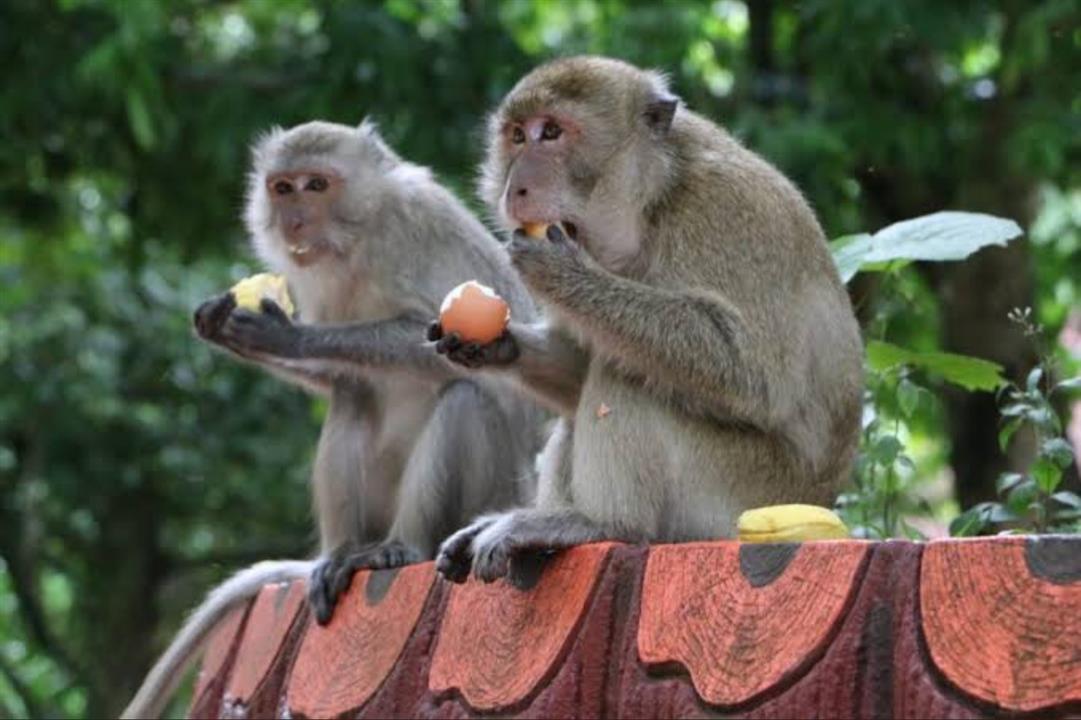 Gallery image for Bamboo Rafting