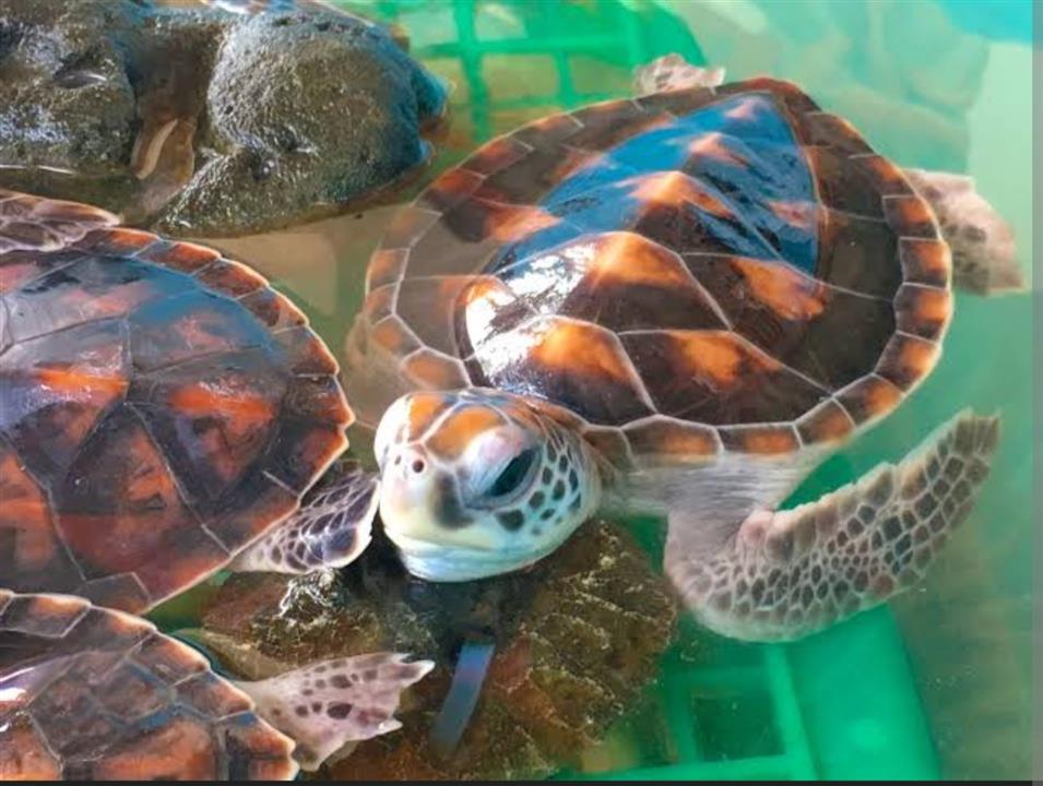 Gallery image for Bamboo Rafting