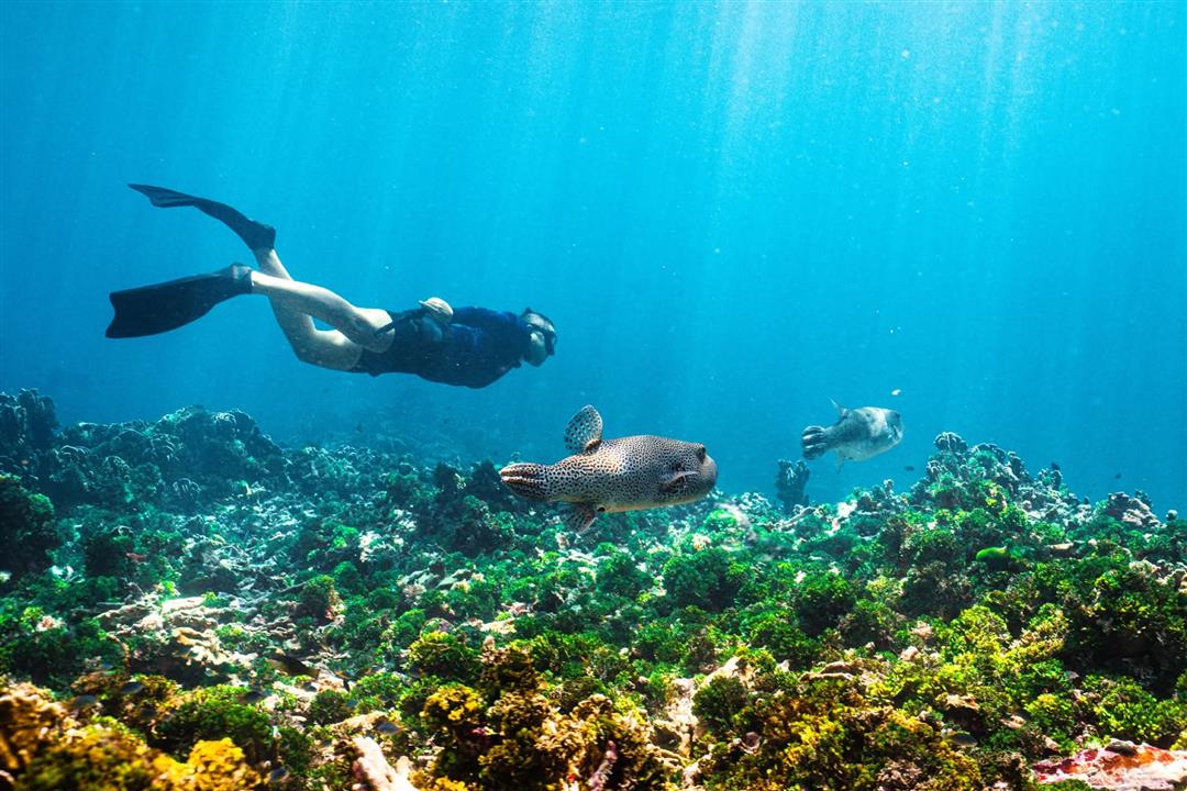 Gallery image for Similan Islands By Speed Boat