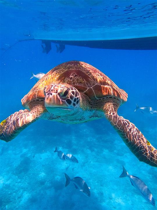 Gallery image for Similan Islands By Speed Boat
