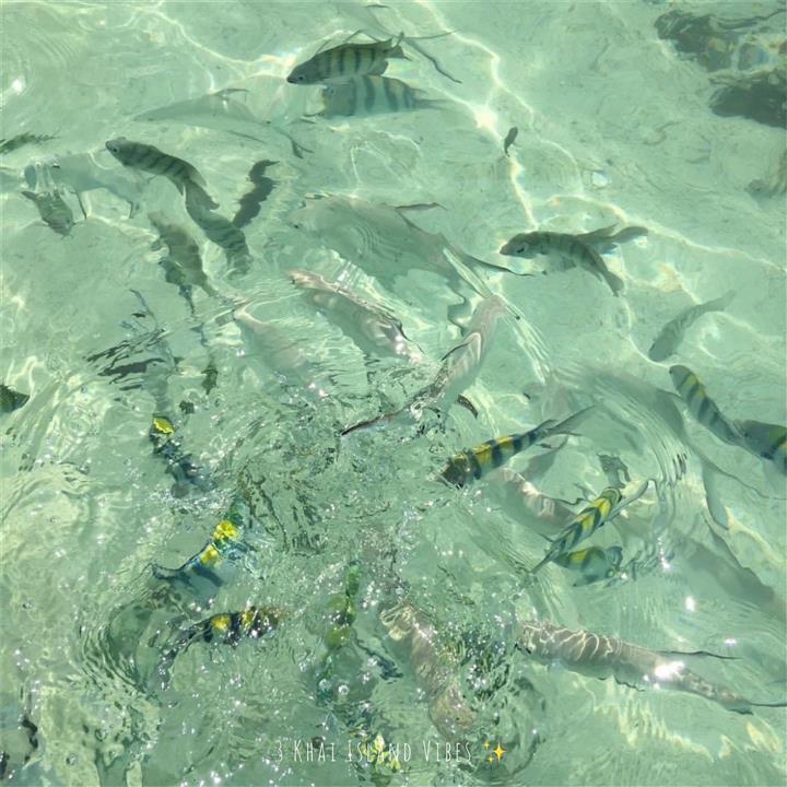 Gallery image for 3 Khai Islands By Speed Boat (Half Day Trip)