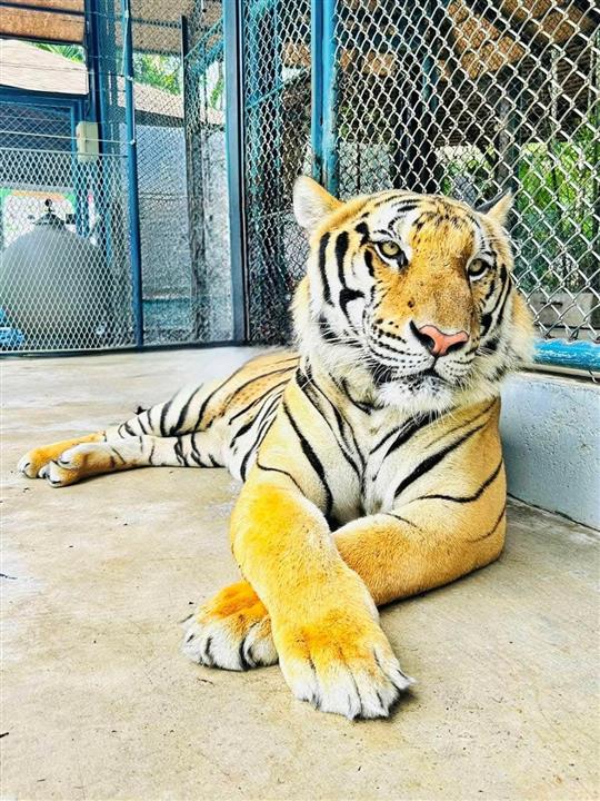 Gallery image for Phuket City tour