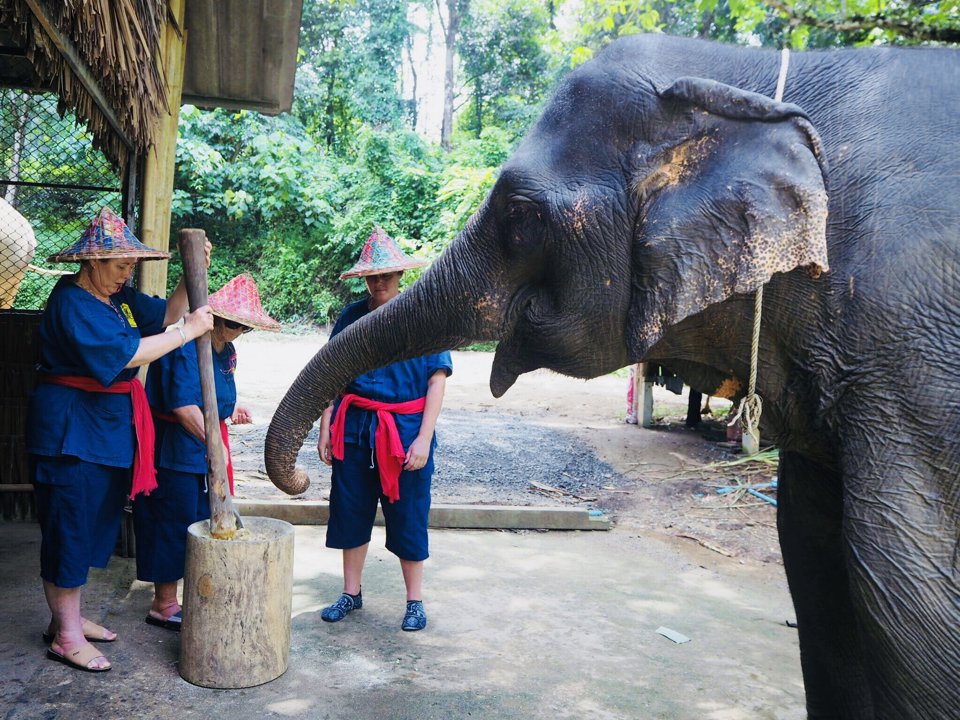 Gallery image for Rafting & Elephant Care By Anda Adventure