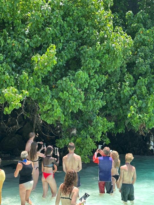 Gallery image for Phi Phi + Maya + Bamboo Island By Speed boat (Premium service)