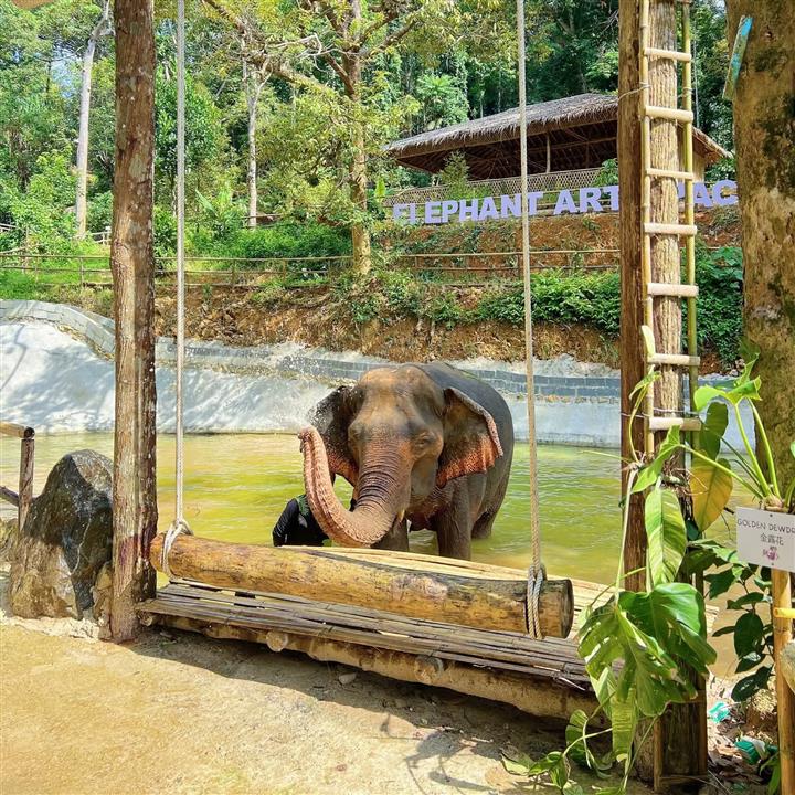 Gallery image for Patong Elephant Hug