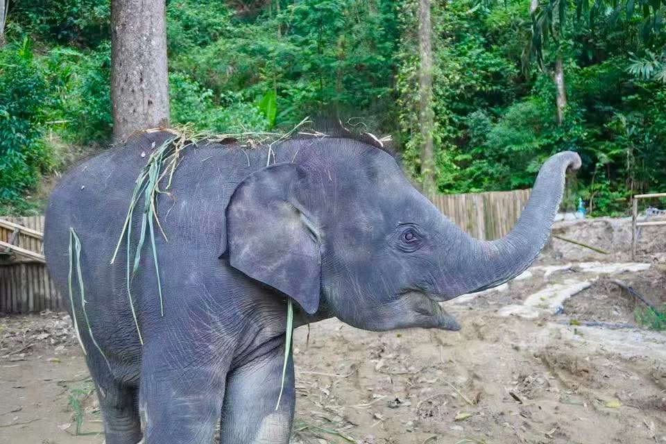 Gallery image for Patong Elephant Hug