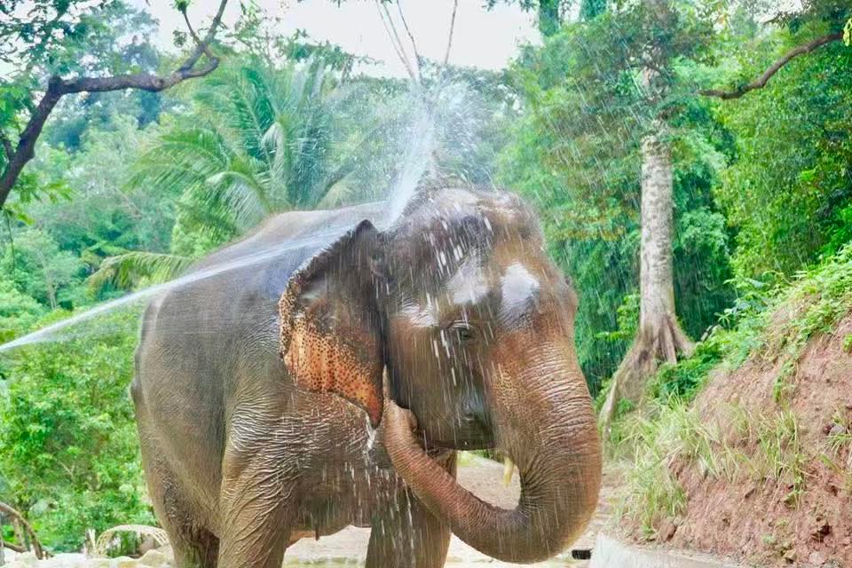 Gallery image for Patong Elephant Hug