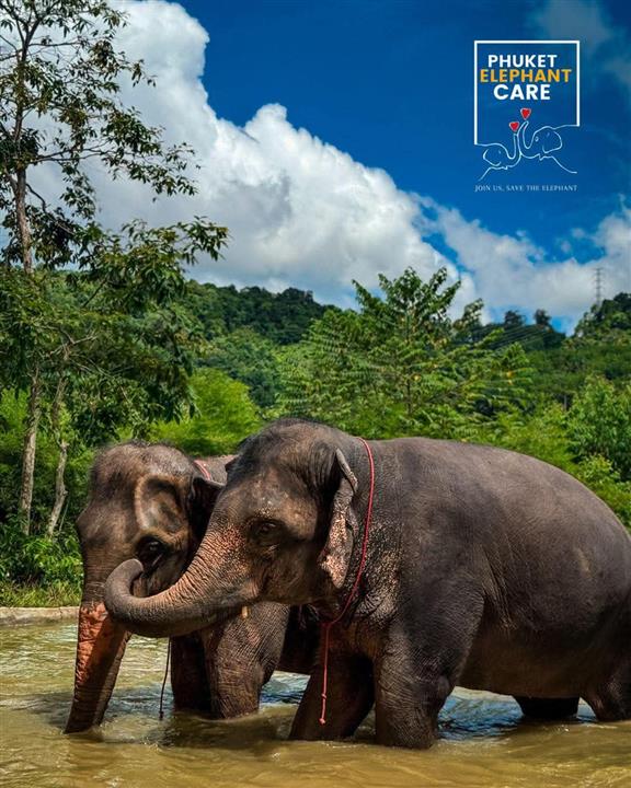 Gallery image for Phuket Elephant Care Sanctuary