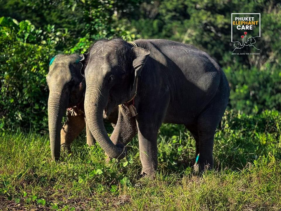 Gallery image for Phuket Elephant Care Sanctuary