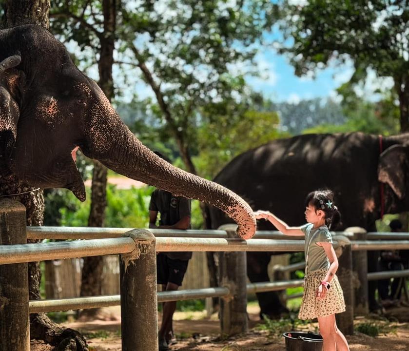 Gallery image for Phuket Elephant Care Sanctuary