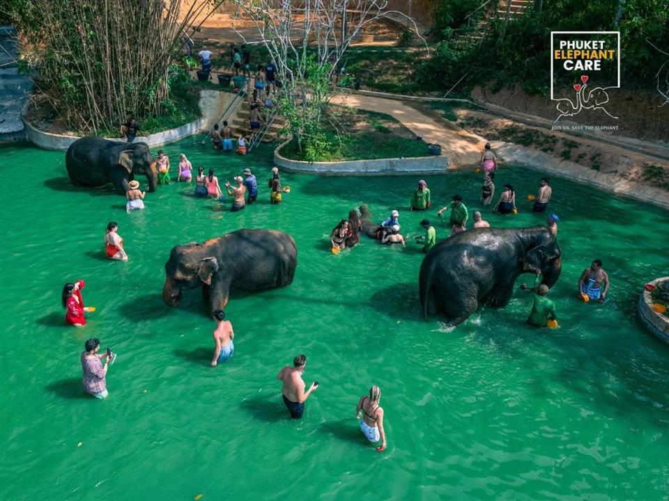 Gallery image for Phuket Elephant Care Sanctuary