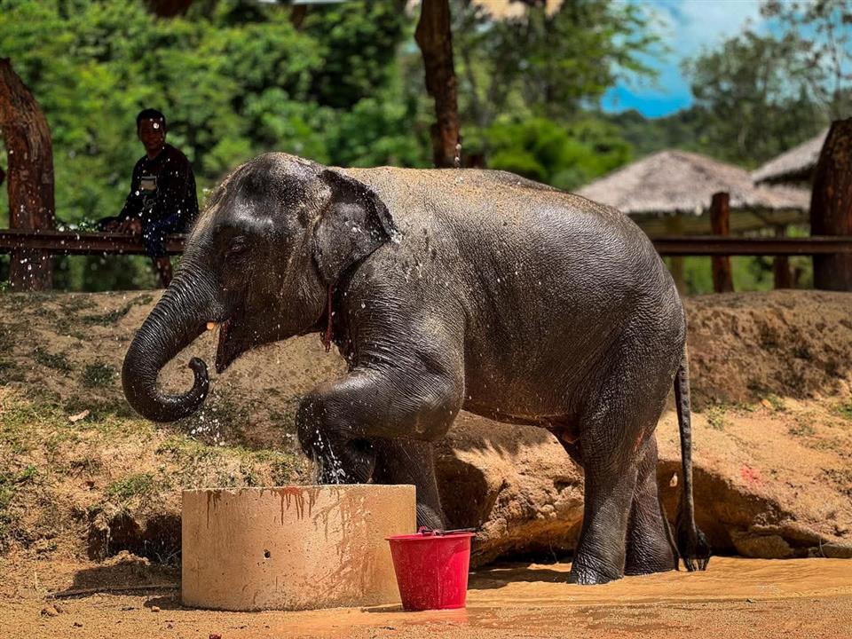 Gallery image for Phuket Elephant Care Sanctuary