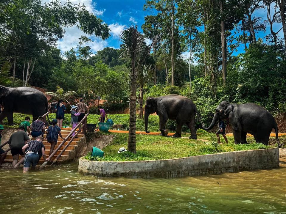 Gallery image for Phuket Elephant Care Sanctuary